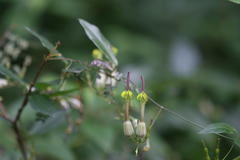 Ceropegia candelabrum var. biflora